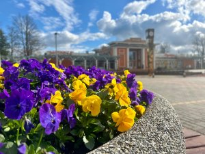 Novada iedzīvotājus un viesus priecē tūkstošiem atraitnīšu
