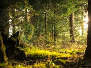 Izsolē pārdod mežu Mores pagastā