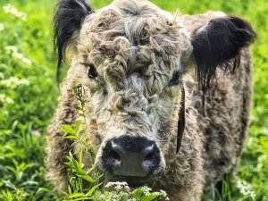 Siguldas Balonu pļavā darbojas Latvijas Dabas fonda mobilais ganāmpulks