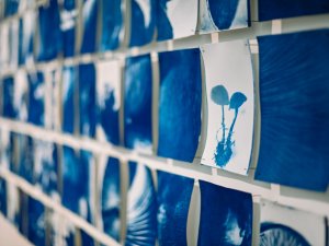 Apbrīnojams skats uz sēņu pasauli cianotipiju izstādē “FUNGI”