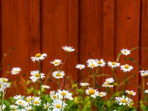 Siguldas novada pašvaldības darba laiks svētkos
