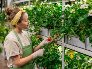Šogad Siguldas novadā vasaras nodarbinātības programmās iesaistīti 263 skolēni