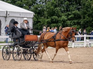 Inčukalnā norisināsies XVI Vislatvijas Zirgu dienas