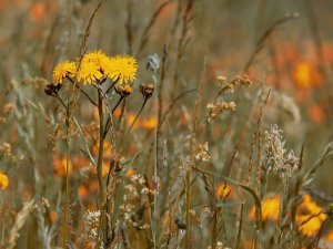 Pēta sabiedrības attieksmi un izpratni par dabas aizsardzību Latvijā
