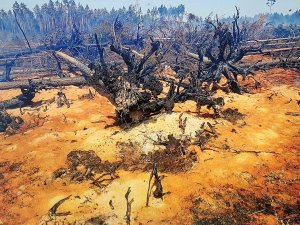 Inčukalna Kopienas centrā notiks tikšanās ar izstādes autoru Dzintaru Rozenu