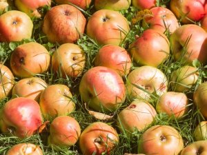 Kā atbrīvoties no sezonālajiem dārza atkritumiem