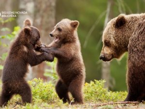 Siguldas novada bibliotēkā apskatāma izstāde “Lācis – mūsu kaimiņš”