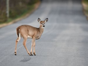 Ja uz ceļa notikusi sadursme ar meža dzīvnieku