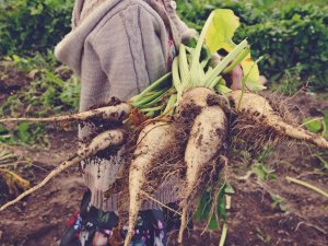 Bioloģiskajiem lauksaimniekiem piešķir nekustamā īpašuma nodokļa atvieglojumus