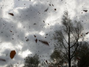 Gatavojoties rudens vētrām, aicinām iedzīvotājus būt piesardzīgiem un gādāt par drošību