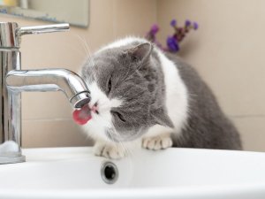 12. un 13. novembrī Mālpils un Lēdurgas pagastā būs ūdens padeves pārtraukums