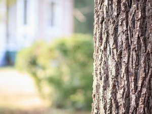 Publiskā apspriešana par Pulkveža Brieža ielas seguma atjaunošanu Siguldā