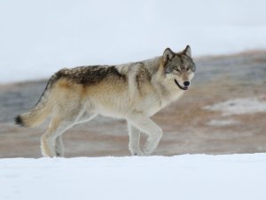 Izglītojoša fotoizstāde “Vilks Igaunijā” Siguldas novada bibliotēkā