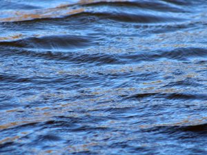 Šobrīd lašveidīgo zivju ieguve īpaši aizsargājamās dabas teritorijās ir aizliegta